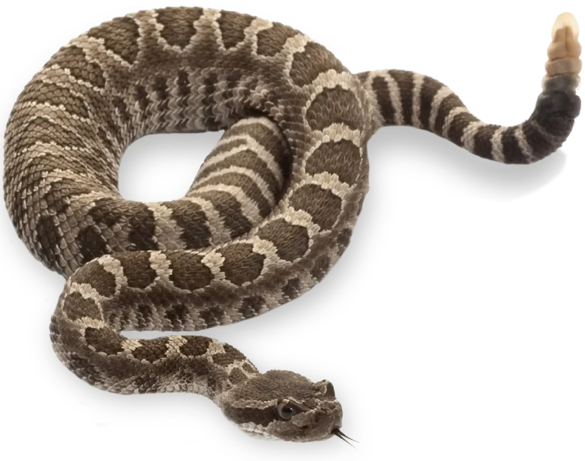 Rattlesnake removal and snake-proof fencing in Arizona